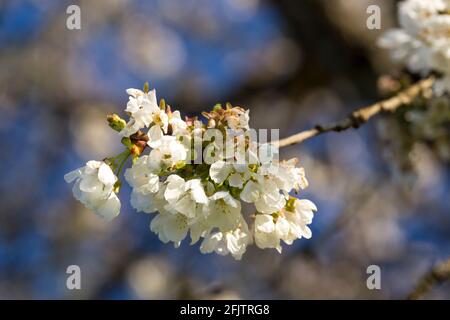 Cherry tree blossom in Spring. Stock Photo