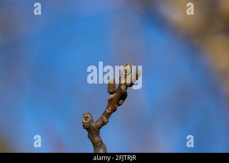 Buds on walnut tree. Stock Photo