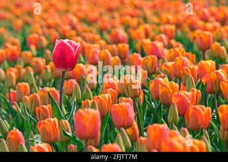 Single tall red tulip among orange tulips in Dutch tulip field in spring at the Flevopolder, Flevoland province, the Netherlands Stock Photo