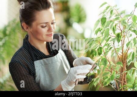 Relaxing home gardening. modern woman in white rubber gloves with potted plant cleaning leaves in the modern living room in sunny day. Stock Photo