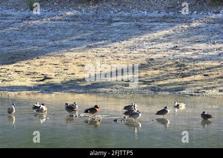 A Group of Grey Teal, Anas gracilis with Chestnut Teal Stock Photo