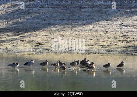 A Group of Grey Teal, Anas gracilis with Wood Duck Stock Photo
