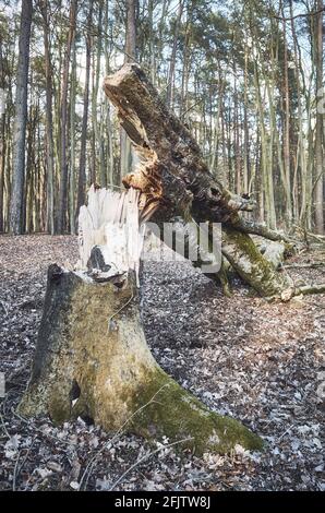 Tree broken by the wind in a forest. Stock Photo