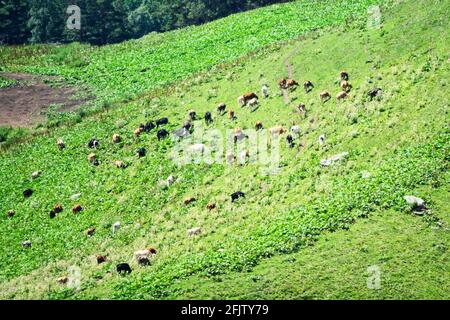 Cattle in mountain pastures in midsummer. Thickets of large-leaved Alpine dock (Rumex alpinus) on slope Stock Photo