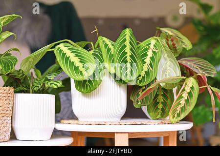 Exotic 'Maranta Leuconeura Lemon Lime' houseplant in flower pot on table between other plants Stock Photo