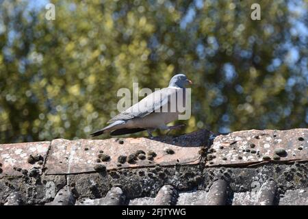 A Pigeon in the UK, Bristol sat on a rooftop Stock Photo