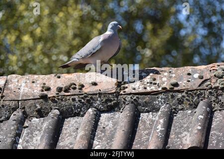 A Pigeon in the UK, Bristol sat on a rooftop Stock Photo