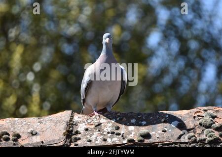 A Pigeon in the UK, Bristol sat on a rooftop Stock Photo