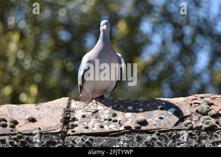 A Pigeon in the UK, Bristol sat on a rooftop Stock Photo