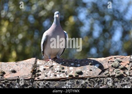 A Pigeon in the UK, Bristol sat on a rooftop Stock Photo