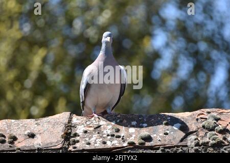 A Pigeon in the UK, Bristol sat on a rooftop Stock Photo