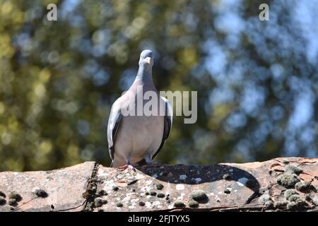 A Pigeon in the UK, Bristol sat on a rooftop Stock Photo