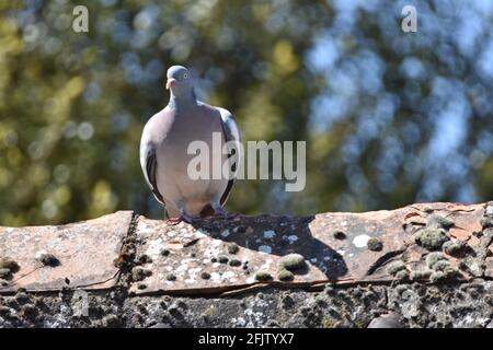 A Pigeon in the UK, Bristol sat on a rooftop Stock Photo