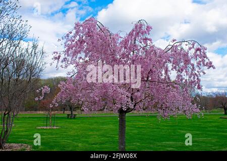 Single, pink, cherry blossom tree, also known as sakura, on a field of green grass with a cloudy blue sky background -02 Stock Photo