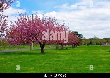 Row of late blooming dark pink double cherry blossom (sakura) trees on a field of green grass with a cloudy blue sky background -03 Stock Photo