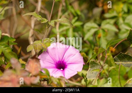 Close up of a purple Ipomoea cairica, also called beach moonflower and many other names. Stock Photo