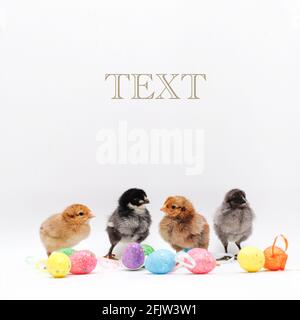 Newborn chickens and Easter colorful eggs. Four chickens of different colors Stock Photo