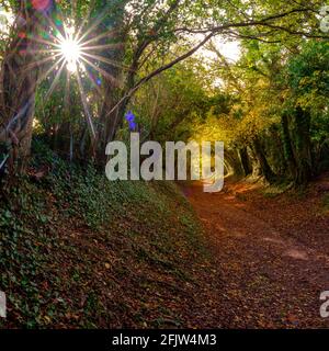 Halnaker, UK - November 13, 2020:  Autumn trees and colours in the tunnel of trees on the roman road of Stane Street near Halnaker, West Sussex Stock Photo