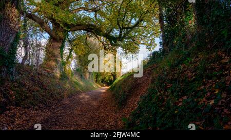 Halnaker, UK - November 13, 2020:  Autumn trees and colours in the tunnel of trees on the roman road of Stane Street near Halnaker, West Sussex Stock Photo