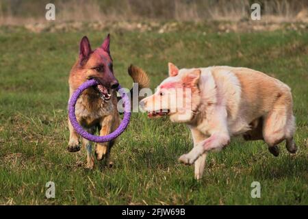 German Shepherd and half breed white Swiss shepherd run fast in clearing on the green grass and play together. Walk and play with two dogs in the fres Stock Photo