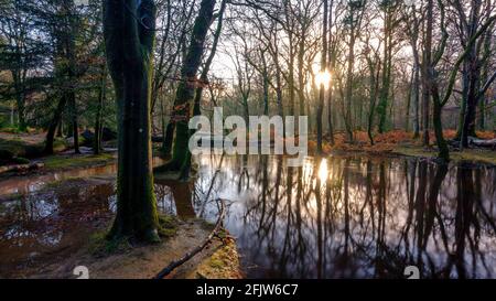 Rhinefield, UK - December 20, 2020:  Autumn colours on a bright winters day on the Rhinefield Ornamental Drive, New Forest national Park, Hampshire, U Stock Photo