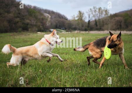 German Shepherd and half breed white Swiss shepherd run fast in clearing on the green grass and play together. Walk and play with two dogs in the fres Stock Photo