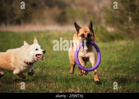 German Shepherd and half breed white Swiss shepherd run fast in clearing on the green grass and play together. Walk and play with two dogs in the fres Stock Photo