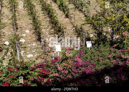 Dominican Republic, southern region of Ocoa, Ocoa hotel. Bay the only vineyard in the Caribbean Stock Photo