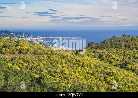 France, Alpes-Maritimes, Mandelieu-la-Napoule, blooming mimosas in Grand Duc forest, view over Cannes and La Napoule Gulf Stock Photo