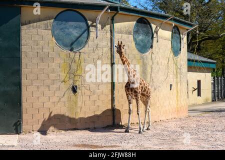 Rothschild's giraffe at Marwell Zoo, Winchester, Hampshire, UK Stock Photo