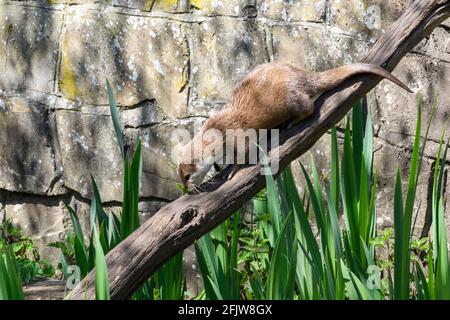 Asian small-clawed otter (Aonyx cinerea) at Marwell Zoo, Hampshire, UK Stock Photo