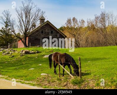 old barn with cupolas and brown horse on a country road Stock Photo