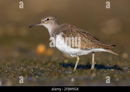 Common Sandpiper (Actitis hypoleucos), side view of an adult standing on the ground, Campania, Italy Stock Photo