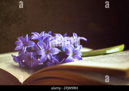 Flower and book on dark grunge background. Condolence card Stock Photo