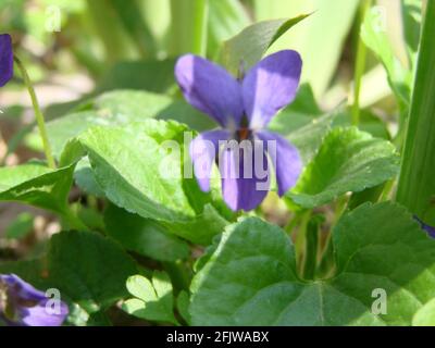 Viola reichenbachiana. Viola plant with multicolor flowers , Common Violet, Viola tricolor, pansy flowers, viola wittrockiana Stock Photo