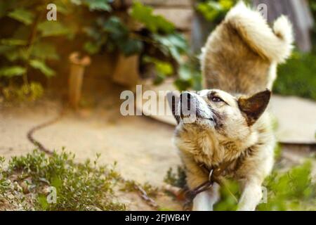 Dog bends near the booth on a green blurred background, selective focus and sharpness Stock Photo