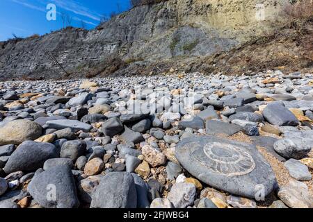 A fossilised Ammonite on Monmouth Beach at Lyme Regis, Dorset, England Stock Photo