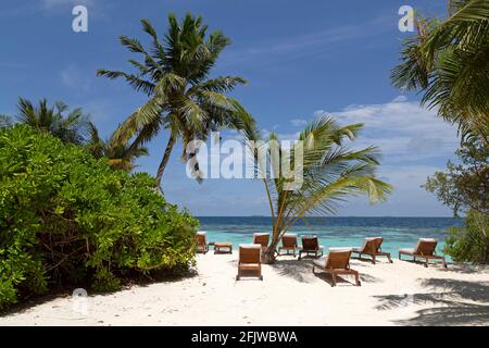 Sun loungers by palm trees on the beach at Bandos Island in the Maldives. The Maldives is a popular holiday tropical destination in the Indian Ocean. Stock Photo