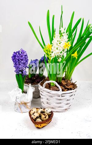 Easter concept. Easter eggs in a basket next to a bouquet of yellow daffodils and blue hyacinths on a white concrete table. Stock Photo