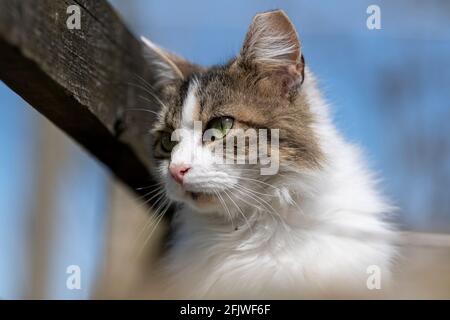 Domestic cat alert and hunting in the sunshine. North Yorkshire, UK. Stock Photo