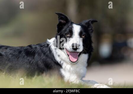 Young border collie sheepdog just starting to work. North Yorkshire, UK.