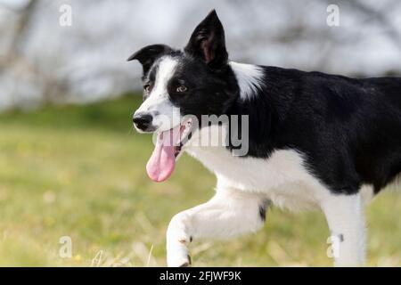 Young border collie sheepdog just starting to work. North Yorkshire, UK.