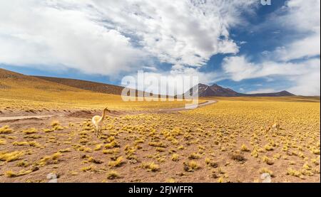 View from the Route 23, the scenic road in the north of Chile, running from Calama to Sico Pass, the border with Argentina. The road passes near Misca Stock Photo