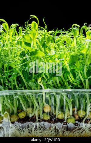 Sprouted seeds of pea isolated on black background. Microgreens as a health benefit. Stock Photo