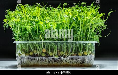 Sprouted seeds of pea on white table isolated on black background. Microgreens as a health benefit. Stock Photo