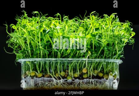 Sprouted seeds of pea isolated on black background. Microgreens as a health benefit. Stock Photo