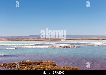 Tebinquinche lagoon, desert in Salar de Atacama, San Pedro Atacama, Altiplano, Chile Stock Photo