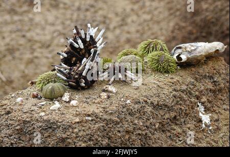 Sea Urchins on land, phylum Echinodermata, Pencil-spined, Eucidaris thousarsii, Green sea urchin, Lytechinus semituberculatus, marine animals, South A Stock Photo