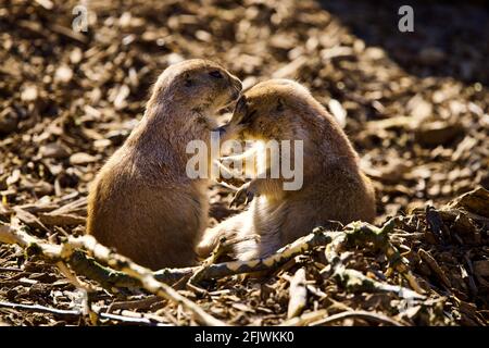 Black-Tailed Prairie Dogs (Cynomys ludovicianus) at the Cotswold Wildlife Park and Gardens, Burford, Oxfordshire Stock Photo