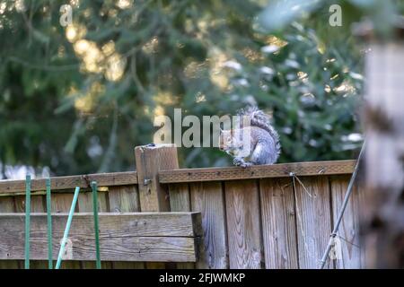 squirrel climbing around on fence and tree Stock Photo